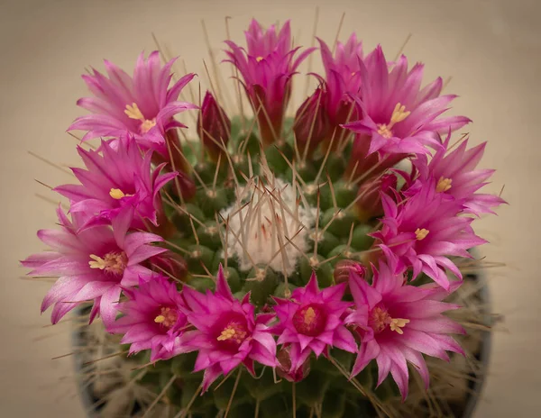 Immagine Mini Cactus Domestico Una Pentola Argilla Con Corona Piccoli — Foto Stock