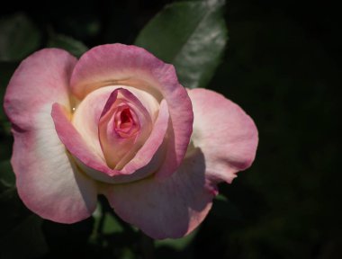 Roma, İtalya 'da arka planda yeşil yapraklı sevimli pembe bir gül resmi