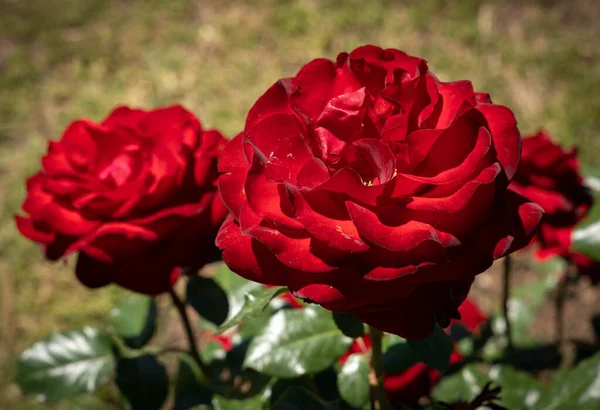 Immagine Grandi Fiori Una Rosa Rossa Con Foglie Verdi Roma — Foto Stock