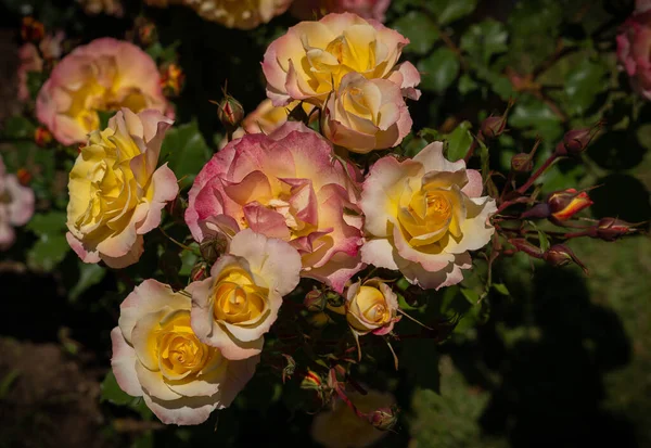 緑の葉を持つ黄色のピンク色のバラの美しい茂み 芽のイメージローマ イタリア — ストック写真