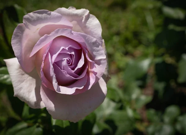 Imagem Uma Grande Flor Uma Rosa Branca Com Tom Azul — Fotografia de Stock