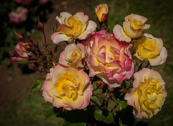 Bild Vackra Buskar Blommor Och Knoppar Gul Rosa Ros Med — Stockfoto