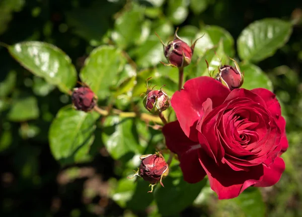 Immagine Grandi Fiori Una Rosa Rossa Con Foglie Verdi Roma — Foto Stock