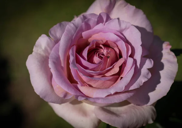 Imagen Una Gran Flor Una Rosa Blanco Rosa Con Tinte — Foto de Stock