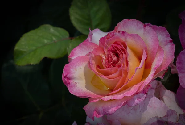 Afbeelding Van Mooie Geel Roze Roos Met Groene Bladeren Een — Stockfoto