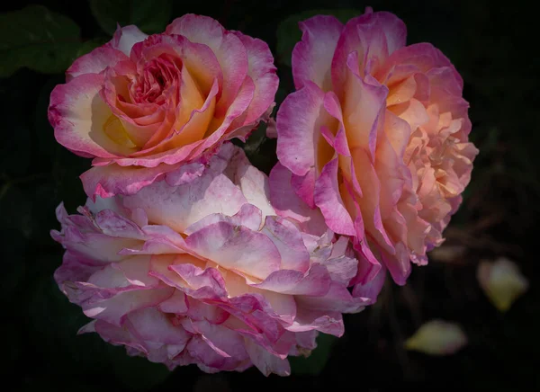 Imagem Três Rosas Rosa Amarelas Sobre Fundo Escuro Roma Itália — Fotografia de Stock