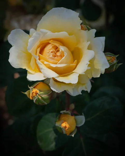 Imagen Una Preciosa Rosa Blanco Amarilla Con Hojas Verdes Sobre — Foto de Stock