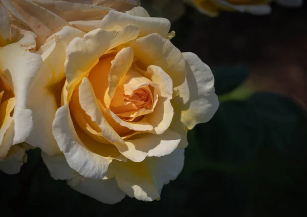 Imagen Una Preciosa Rosa Blanco Amarilla Con Hojas Verdes Sobre — Foto de Stock