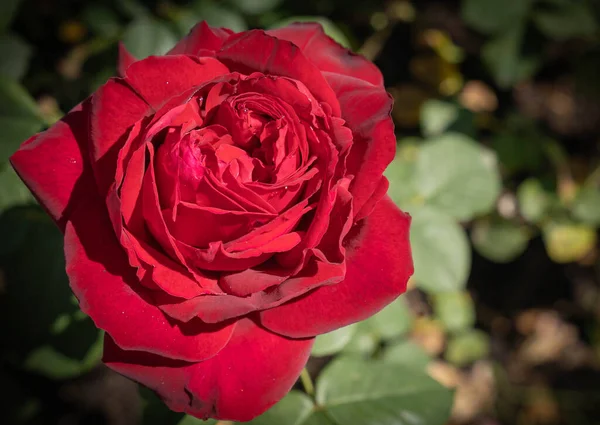 Immagine Grande Fiore Rosa Rossa Con Foglie Verdi Roma — Foto Stock