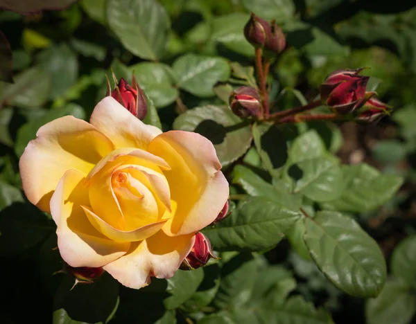 在意大利罗马 一只可爱的黄粉色玫瑰 背景漆黑 — 图库照片