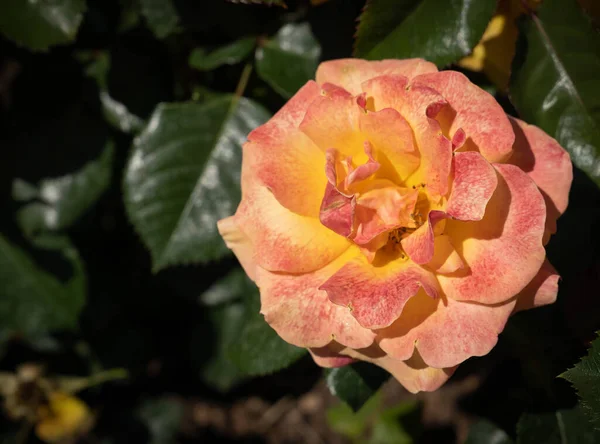 Imagen Una Gran Flor Rosa Amarilla Con Hojas Verdes Roma — Foto de Stock