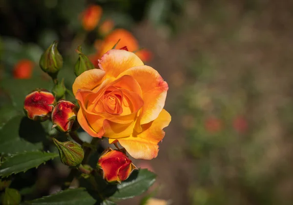 緑の葉を持つオレンジ色のバラの細かい花や芽のイメージローマ イタリア — ストック写真