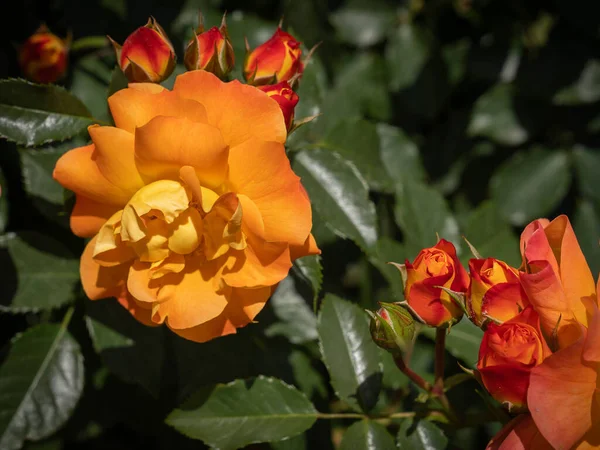 Imagen Flores Finas Brotes Una Rosa Naranja Roja Con Hojas — Foto de Stock