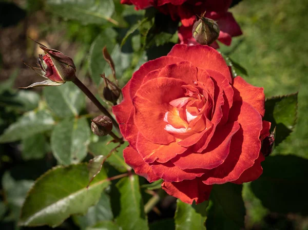 Foto Van Grote Bloemen Van Een Rode Roos Met Groene — Stockfoto