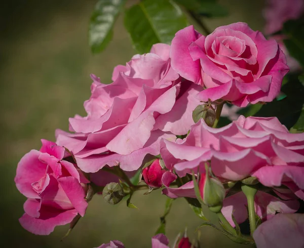 Image Large Flowers Pink Rose Green Leaves Rome Italy — Stock Photo, Image