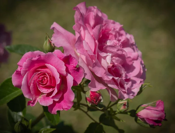 Obrázek Velkých Květin Růžové Růže Zelenými Listy Řím Itálie — Stock fotografie