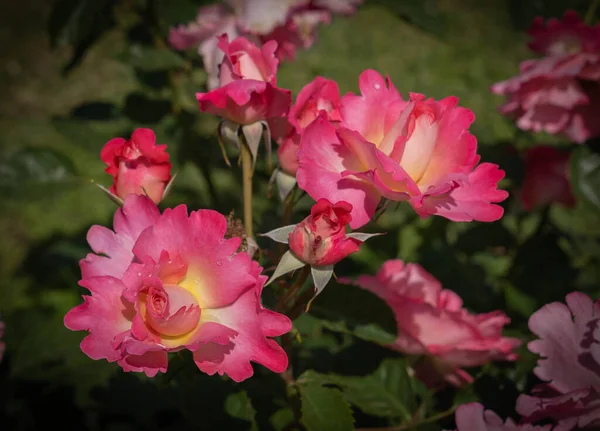Afbeelding Van Grote Bloemen Van Een Roze Roos Met Groene — Stockfoto