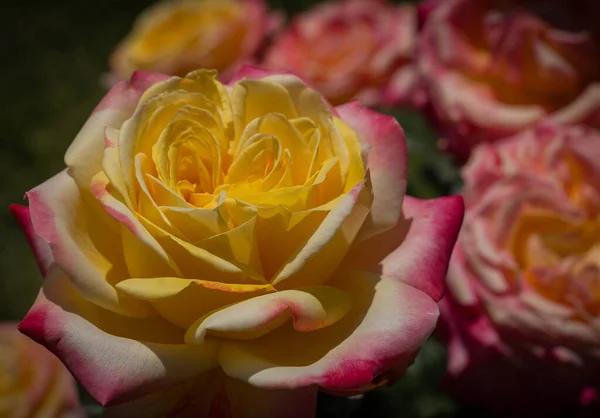 Image Beau Buisson Fleurs Bourgeons Une Rose Jaune Rose Aux — Photo