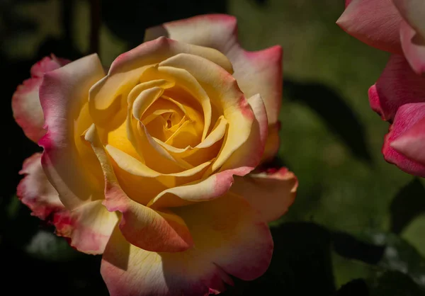 Image of beautiful bush, flowers and buds of a yellow-pink rose with green leaves Rome, Italy