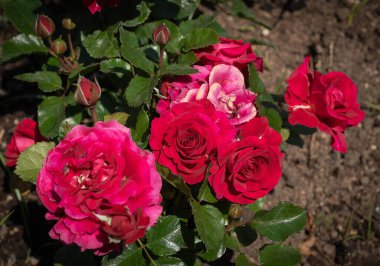 Roma, İtalya 'da yeşil yapraklı kırmızı bir gül resmi