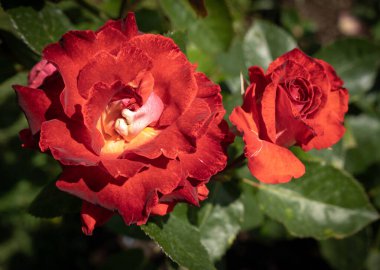 Roma, İtalya 'da yeşil yapraklı kırmızı bir gül resmi