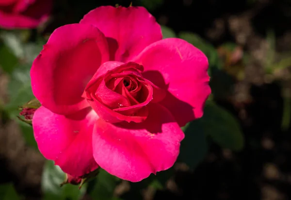 Foto Van Grote Bloemen Van Een Rode Roos Met Groene — Stockfoto