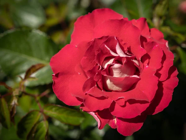 Foto Van Grote Bloemen Van Een Rode Roos Met Groene — Stockfoto