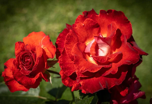 Imagem Grandes Flores Uma Rosa Vermelha Com Folhas Verdes Roma — Fotografia de Stock