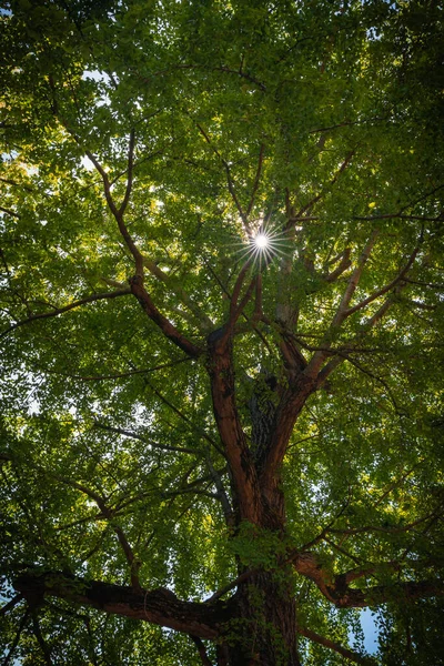 Luminosi Raggi Sole Fanno Strada Attraverso Fogliame Verde Albero Sulla — Foto Stock