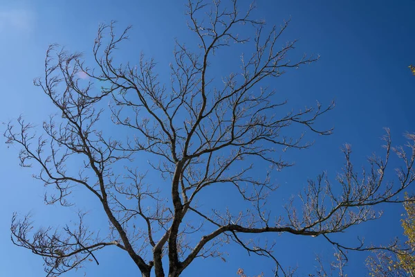 Immagine Nudo Albero Autunnale Senza Foglie Contro Cielo Blu Italia — Foto Stock