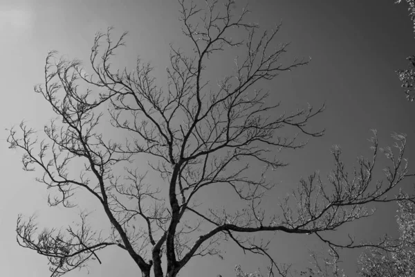 Immagine Bianco Nero Albero Nudo Autunnale Senza Foglie Italia — Foto Stock