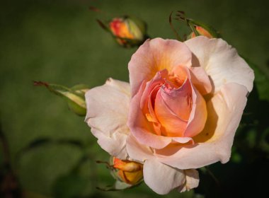 İtalya 'da Roma' da yeşil yapraklı pembe gül resmi