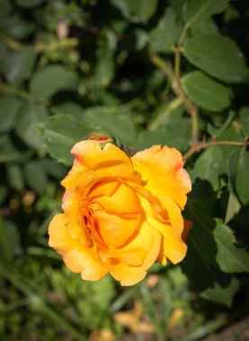 İtalya 'da Roma' da yeşil yapraklı sarı-turuncu bir gül resmi