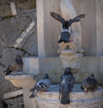 Roma, İtalya 'da bir sokak çeşmesinde banyo yapan güvercinler.