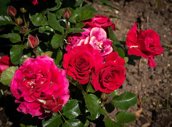 Foto Van Grote Bloemen Van Een Rode Roos Met Groene — Stockfoto