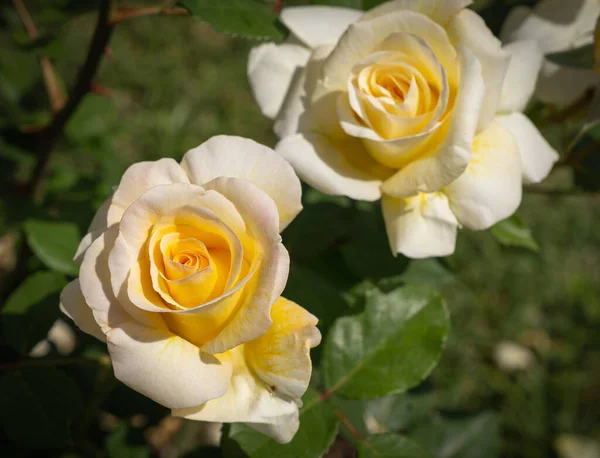 Imagem Uma Rosa Branca Amarela Com Folhas Verdes Roma Itália — Fotografia de Stock