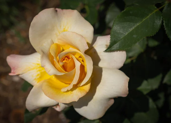 在意大利的罗马 一只白色和黄色的玫瑰 — 图库照片