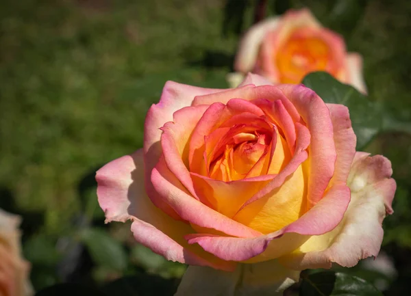 Bild Einer Zarten Gelb Rosa Rose Mit Grünen Blättern Rom — Stockfoto