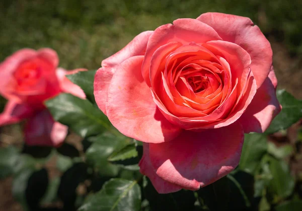 Bild Einer Rosa Rose Mit Grünen Blättern Rom Italien — Stockfoto