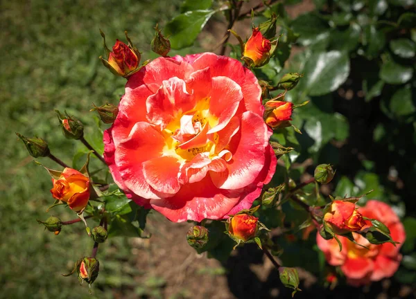 Εικόνα Ενός Απαλού Ροζ Και Κίτρινου Τριαντάφυλλου Πράσινα Φύλλα Στη — Φωτογραφία Αρχείου