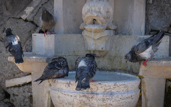 イタリア ローマの噴水でのハト風呂のイメージ — ストック写真