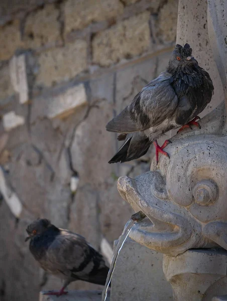 Image Pigeons Bathing Street Fountain Rome Italy — Stock Photo, Image