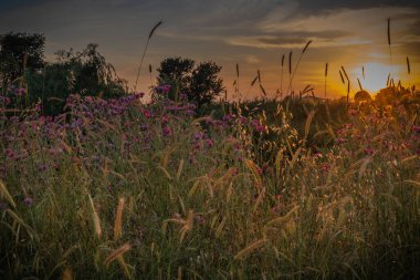 İtalya 'nın Lazio şehrinde gün batımında çiçek açan devedikeni ve dikenli tarla.