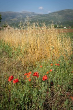 İtalya 'nın Lazio şehrinde gün batımında çiçek açan haşhaş ve dikenli tarla
