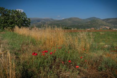 İtalya 'nın Lazio şehrinde gün batımında çiçek açan haşhaş ve dikenli tarla