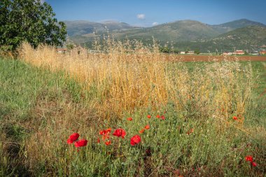 İtalya 'nın Lazio şehrinde gün batımında çiçek açan haşhaş ve dikenli tarla