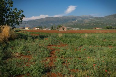 İtalya 'nın Lazio şehrinde gün batımında çiçek açan haşhaş ve dikenli tarla