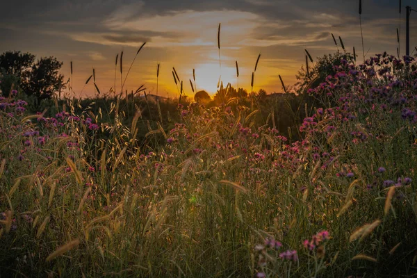 Feld Mit Blühenden Disteln Und Stacheln Bei Sonnenuntergang Der Provinz — Stockfoto