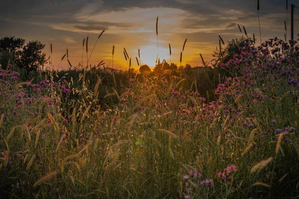 Champ Avec Chardon Fleuri Épillets Coucher Soleil Dans Province Latina — Photo