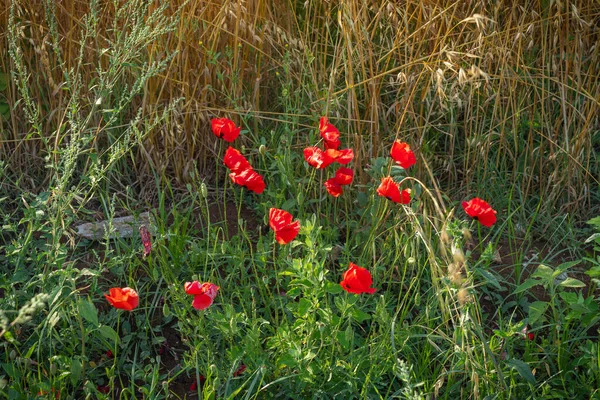 Campo Fiorito Con Papaveri Spighe Tramonto Provincia Latina Nel Lazio — Foto Stock